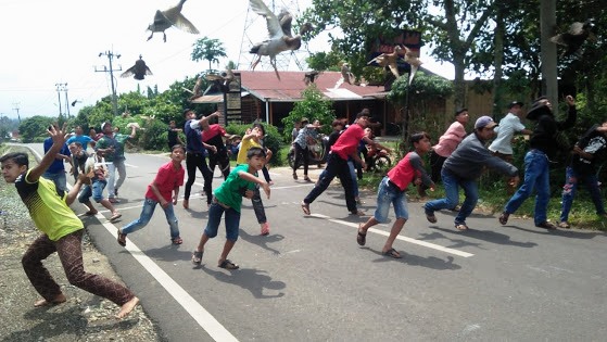 Permainan Pacu Itiak/Bebek Terbang di Payakumbuh Sumbar 