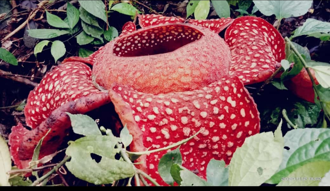 Bunga Rafflesia tuan-mudae kembali mekar dikawasan hutan Cagar Alam Maninajau