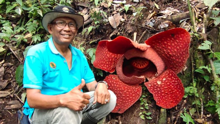 Bunga Rafflesia Arnoldi, di Kecamatan Palupuh, Kabupaten Agam, Sabtu, (12/12/2020)
