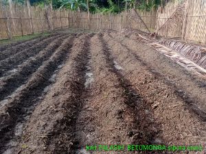 Penyuluh Pertanian Desa Betumonga Kecamatan Sipora Utara Aktif Dorong Petani Tingkatkan Hasil Panen