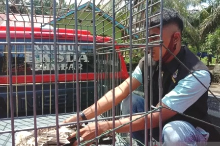 Burung Elang Brontok Satwa Langka Diserahkan Warga Lubuk Basung Ke BKSDA, Senin (31/5/2021)