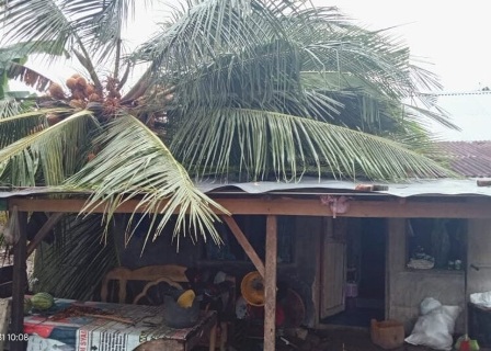 Rumah Warga Di Jorong Pasa Durian, Nagari Manggopoh Lubuk Basung Tertimpa Pohon Akibat Cuaca Ekstrem, Minggu (30/5/2021)