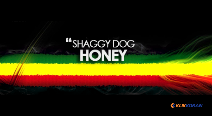 Chord Shaggy Dog - Honey