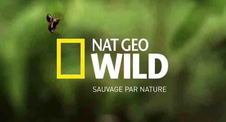 Jadwal TV Natgeo Wild Hari ini Minggu dan Besok Senin, 16 dan 17 Januari 2022 (Pic: youtube/Natgeo Wild)