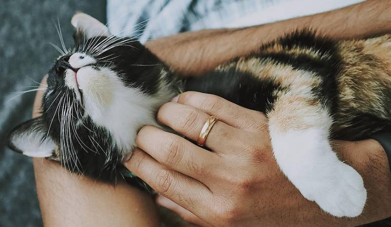 10  Rekomendasi Tempat Penitipan Hewan Kucing, Anjing Wilayah Bandung Sekitarnya (pixabay)