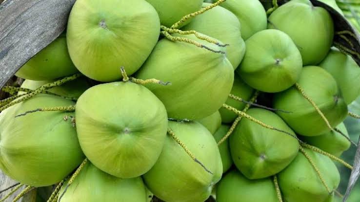 Ilustrasi kelapa hijau, (Foto: Istimewa)Ilustasi Kelapa hijau, (Foto: SehatQ)