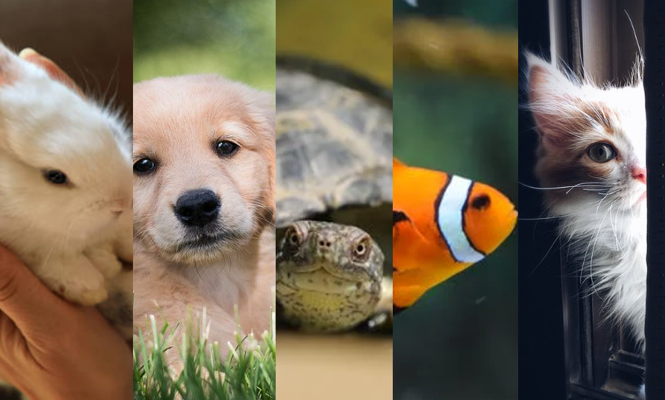 Tes Kepribadian Hewan Peliharaan Mencerminkan Kehidupanmu/ edit: Klikkcoran.comHewan Peliharaan Ikan (Pexels)Kelinci (iStock Photo)(Pexels)Kura Kura (pexels)Hewan Peliharaan Anjing (Pinterest)