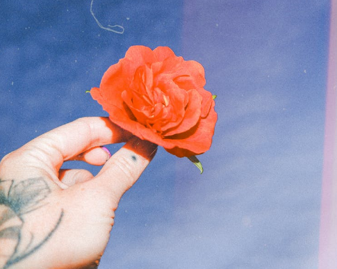 Lirik dan Not Angka Pianika Bungaku, Lagu Ciptaan Cornel Simanjuntak Menceritakan tentang Sekuntum Bunga yang Mekar dari Siang sampai Malam (Foto : Pexels)