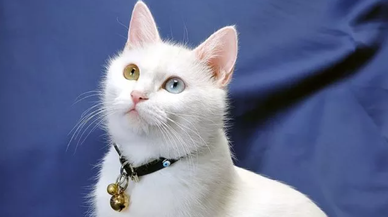 Tebakan: Apa yang Dipunyai Kucing tapi Tidak Dipunyai Hewan Laen 10 Huruf? (TTS) Jawabannya bikin Angguk-angguk Sendiri