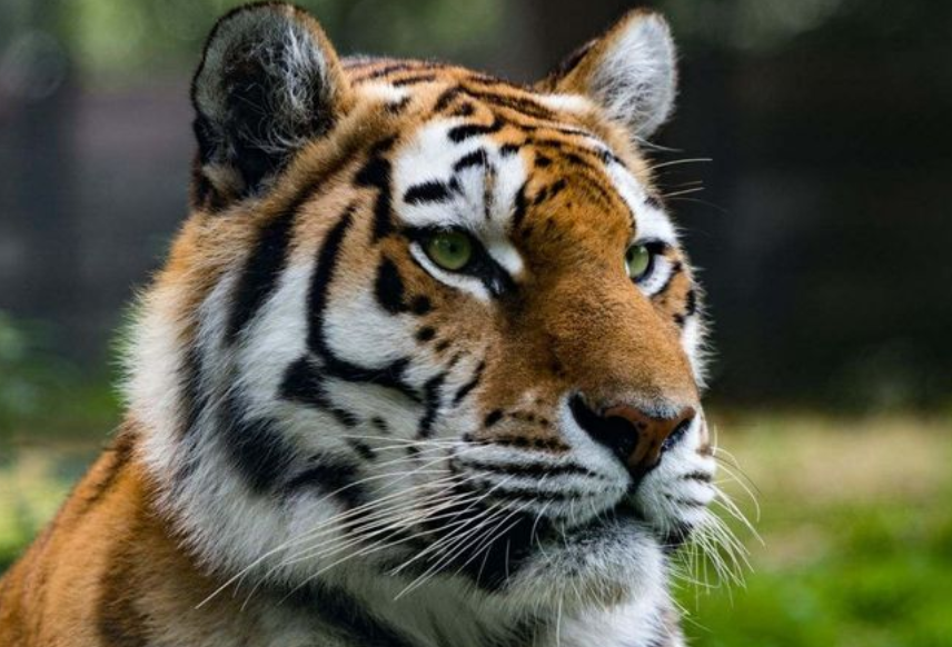 Tebakan: Apa Bahasa Inggrisnya harimau yang Jago Main Golf 9 Huruf? (TTS) Jawabannya Paling Pas Gaes