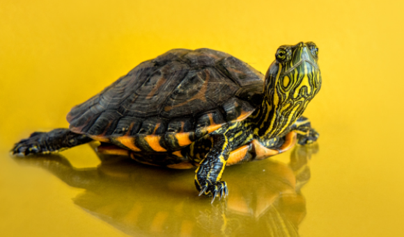 Tebakan: Kura-kura Apa yang Bisa Jalan Sambil Berdiri 13 Huruf? (TTS) Masa Gak Tau Sih