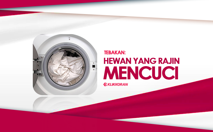 Hewan Rajin Mencuci, Ayo Tebak! (TTS) Jawaban Teka-Teki Sulit yang Lucu Ini Mengandung Plesetan/klikkoran.com