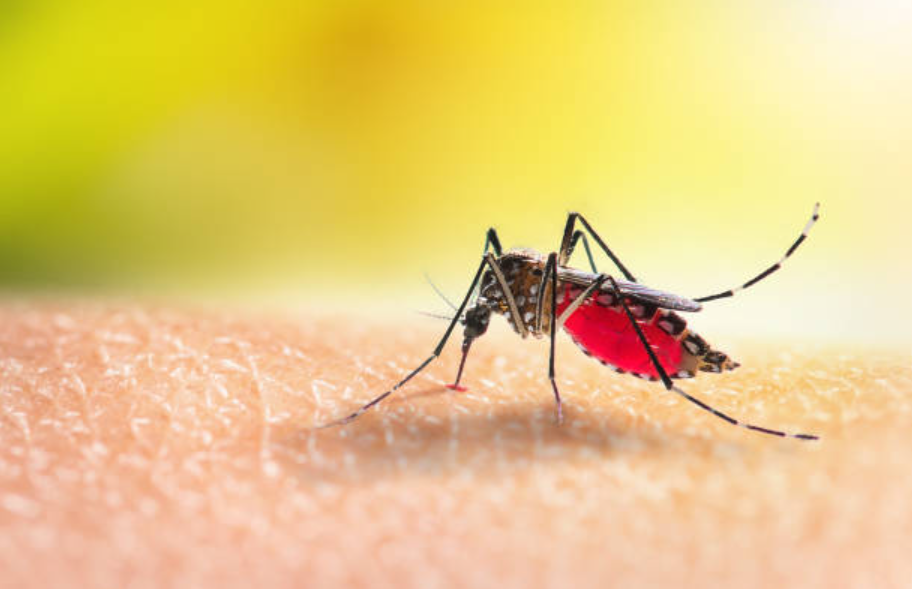Jokes: Kenapa Nyamuk Menghisap Darah? Cek Jawaban Tebak-tebakan Lucu Ini/ ilustrasi nyamuk: Pexels
