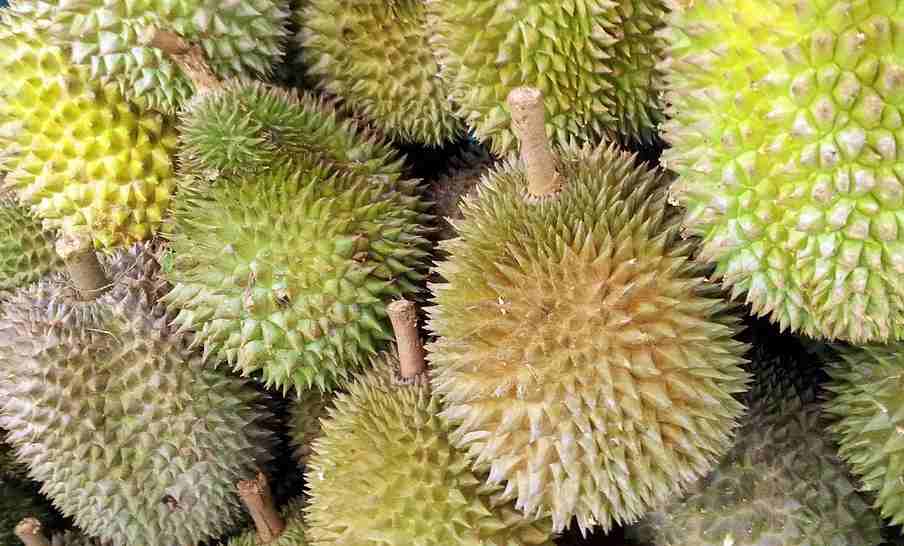 Tips Memilih Durian Lucu, Bagus dan Enak