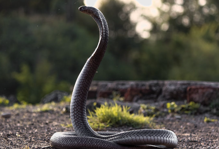 arti mimpi di kejar ular menurut primbon jawa. (Sumber Foto: Pexels.com)