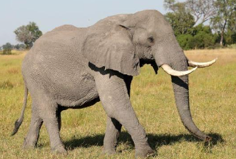 Apa yang Ukurannya yang Lebih Besar dari Gajah dan Masih Berhubungan dengan Gajah