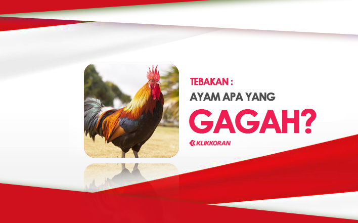 TEBAKAN Ayam Apa yang Gagah Sekali, (TTS) Jawaban Teka-teki Ini Cukup Mudah Kok!/klikkoran.com