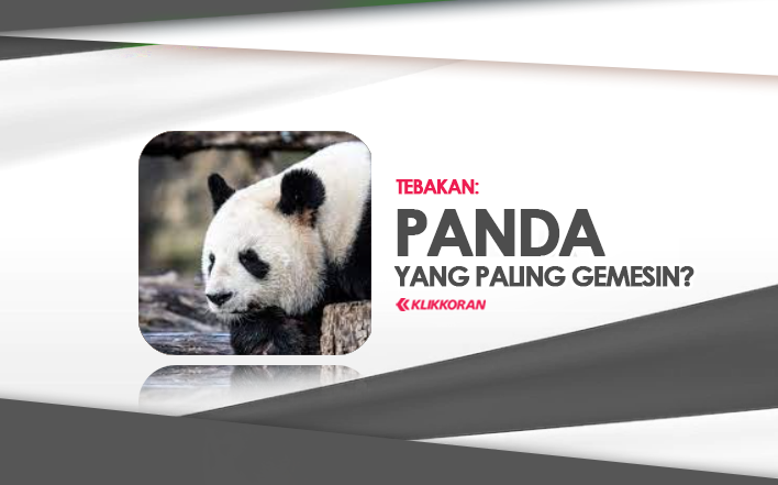 TEBAKAN, 'Panda Apa yang Paling Gemesin' (TTS) Cek Jawaban Teka-teki Bucin Ini!/klikkoran.com