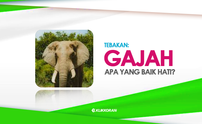 Tebakan, Gajah yang Baik Hati Teka Teki 7 Huruf, Apa Itu Cek Jawaban yang Benar dari TTS Ini (foto: klikkoran.com)