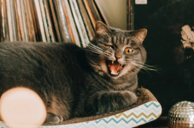 TTS: Kucing, Kucing Apa yang Gak Pernah Salah? Teka-teki Plesetan (foto: Pexels/Alina Vilchenko)