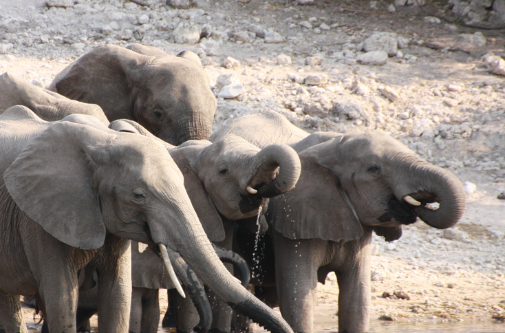 Teka-teki: Apa yang Lebih Berat dari 12 Gajah? Jawaban TTS Sulit Ini Ternyata Mudah (foto:pexels)