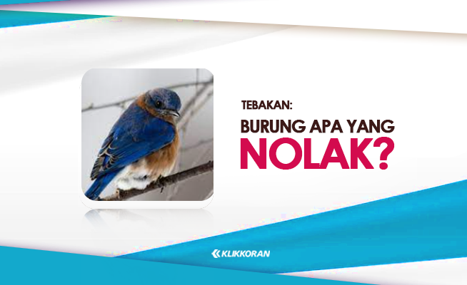 Teka-teki Burung Burung Apa yang Suka Nolak TTS Plesetan Nama Hewan (foto: klikkoran.com)