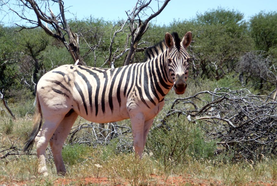 TTS: Hewan Apa yang Suka Kerokan? Jawaban Teka-teki Ini Bukan Zebra (foto: Peter Holmes/Pexels)