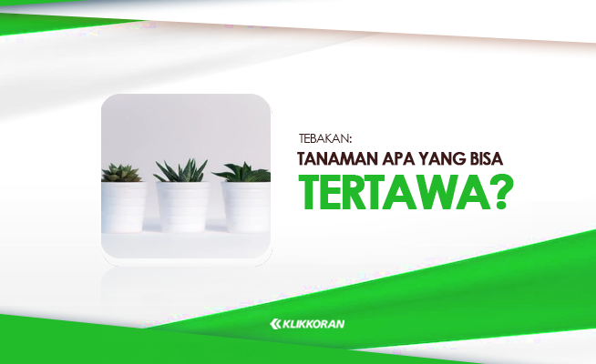 TTS Tanaman yang Bisa Tertawa, Jawaban Tebak-tebakan Receh  (foto: klikkoran.com)