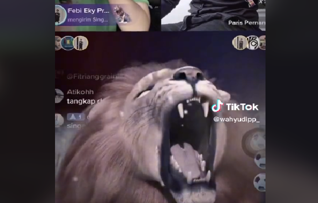 Berapa Harga Gift Singa Musim Dingin 29999 Koin di TikTok dalam Uang Rupiah? Cek di Sini! (Foto : Tangkap Layar TikTok @wahyudipp_)
