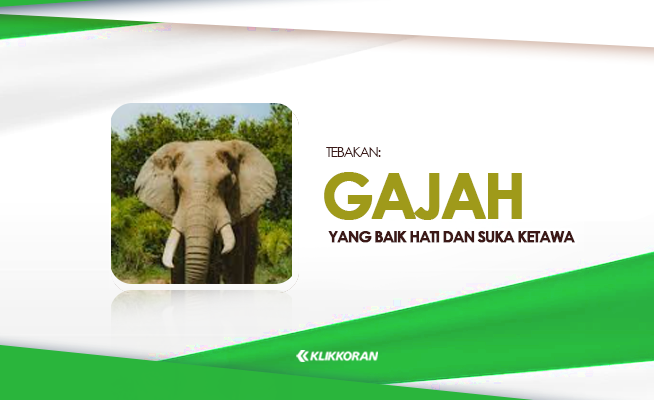 Gajah yang Baik Hati dan Suka Ketawa, Jawaban TTS Lucu  (foto: klikkoran.com)