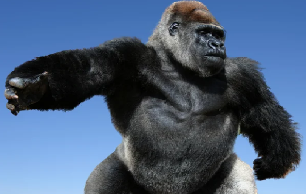 Gorila Apa Yang Sebesar Gedung TTS Lontong 8 Huruf, Emang Ada? Cek Jawabannya di Sini! (Foto : Depositphotos)