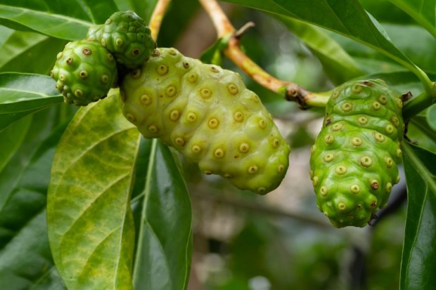 Yuk mengenal mengkudu si buah sakti. Sumber foto : katadata.co.id