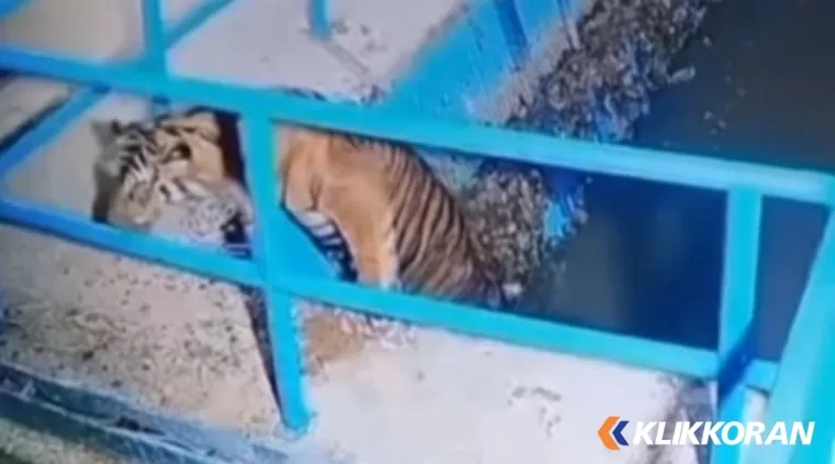 Penampakan Harimau di Pasaman Barat. (Foto: tangkapan layar Instagram @info.pasaman)