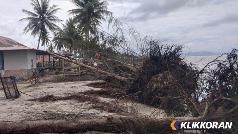 Pohon tumbang di Pantai Pasir Jambak Padang. (Foto: Tribun Padang)