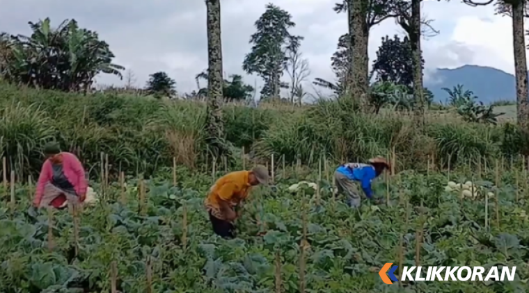 Para petani yang tinggal di sekitar kawasan kaki Gunung Marapi. (Foto: Tangkapan Layar Dokumentasi ANTARA)