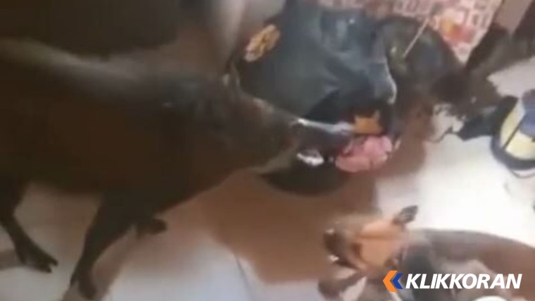 Babi masuk warung warga di Tigo Nagari, Kabupaten Pasaman. (Foto: Sumbarkita)