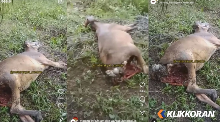 Tangkapan hewan ternak Warga Lubuk Panjang usai diterkam harimau. (Foto: Tangkapan layar postingan akun Instagram @matarakyat_sumbar)