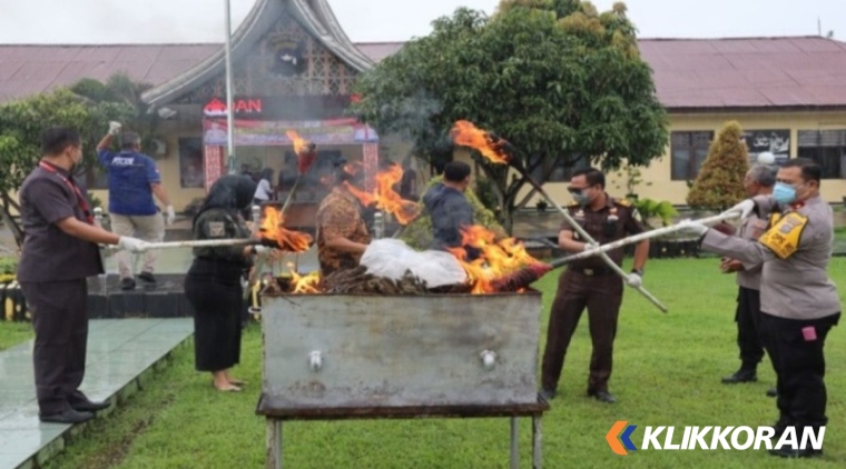 Pemusnahan 11,3 kg ganja kering di Pasaman Barat. (Foto: Istimewa)