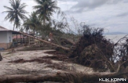 Pohon tumbang di Pantai Pasir Jambak Padang. (Foto: Tribun Padang)