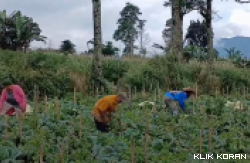 Para petani yang tinggal di sekitar kawasan kaki Gunung Marapi. (Foto: Tangkapan Layar Dokumentasi ANTARA)