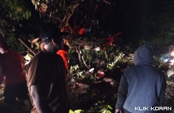 Tim Rescue BPBD Kota Padang tengah evakuasi pohon tumbang. (Foto: Istimewa)
