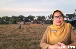 Ilustrasi petani padi tengah panen, dan Kepala Dinas Pertanian Kota Padang Yoice Yuliani.