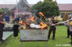 Pemusnahan 11,3 kg ganja kering di Pasaman Barat. (Foto: Istimewa)