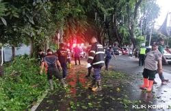 Proses evakuasi pohon tumbang. (Foto: BPBD Padang)