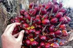 Naik Lagi, Segini Harga Sawit Mitra Swadaya di Riau Seminggu Kedepan