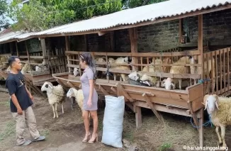 Gunakan SPG cantik, hewan kurban pedagang kambing di Bantul laris manis. (Foto: Jogjapolitan)