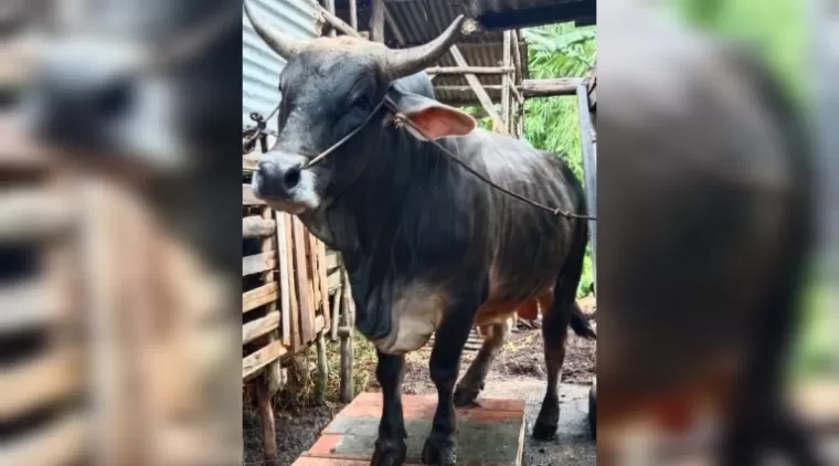 Begini Penampakan Sapi Kurban Bantuan Presiden di Riau