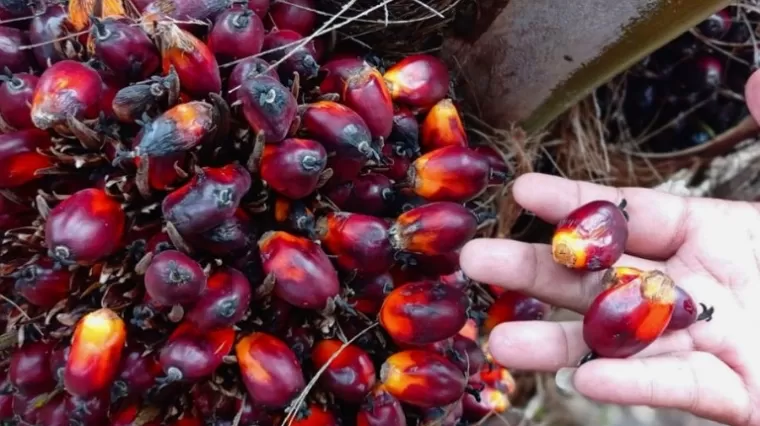 Harga TBS Kelapa Sawit Mitra Swadaya Riau Naik, Tembus Rp3.564,90 per Kilogram