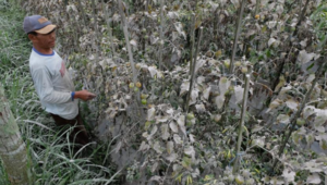 Ratusan Hektare Lahan Pertanian di Agam Terimbas Erupsi Gunung Marapi