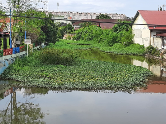 Secuil kondisi aliran Batang Pampan yang ditumbuhi gulma dan tanaman perdu yang akan dibersihkan terlihat dari atas jembatan, tak jauh dari Simpang Amadin arah ke pantai Pariaman. (Trisnaldi).